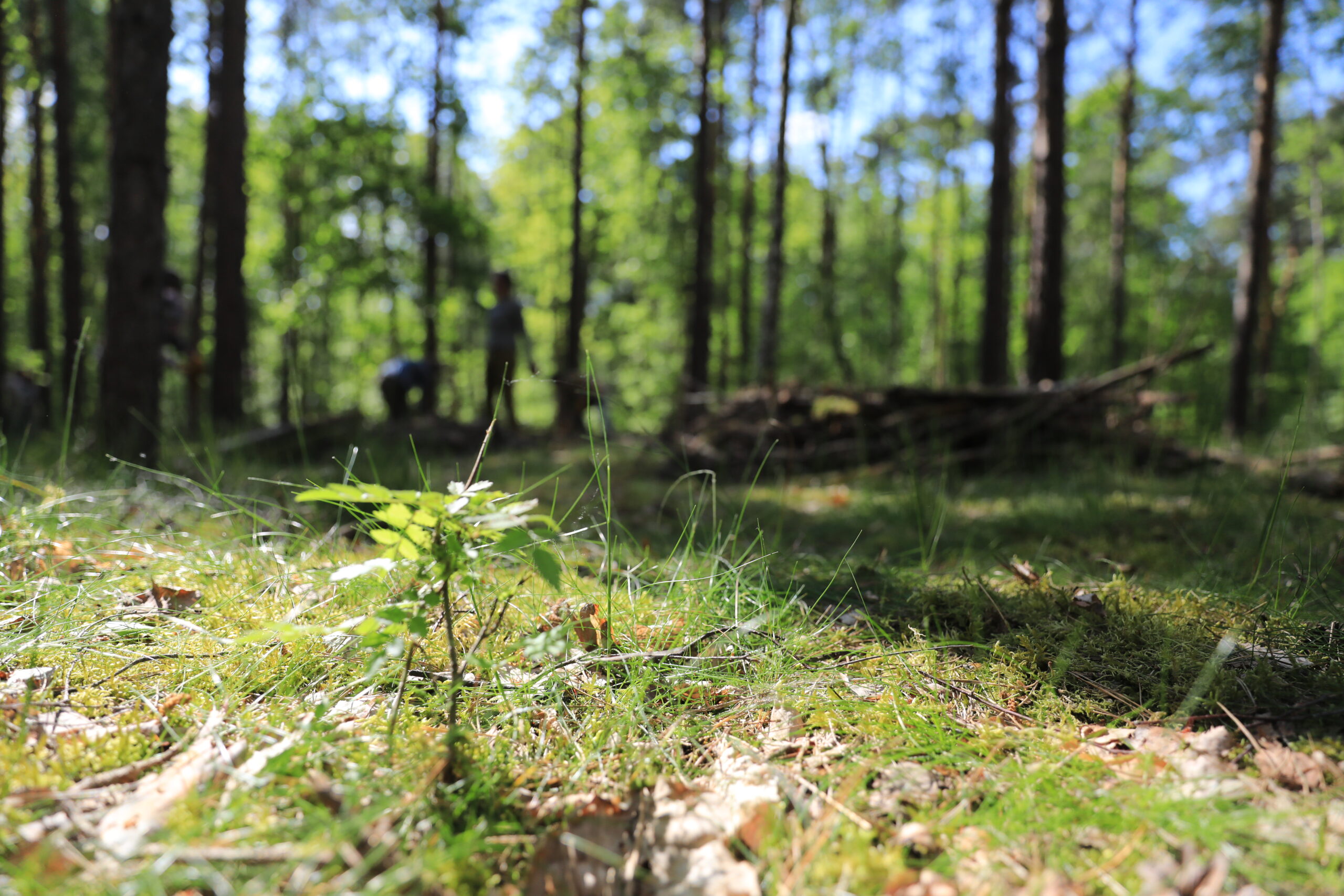 Blick auf eine sonnendurchflutete Waldlichtung, im Hintergrund sind schemenhaft zwei Personen zu erkennen.